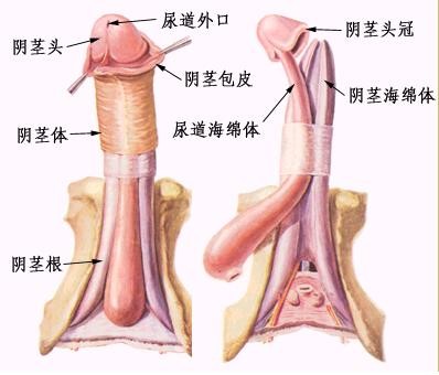 阴茎的生理结构