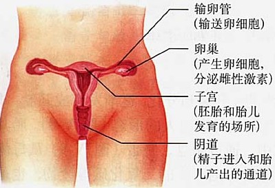 图解：少女生殖器发育过程