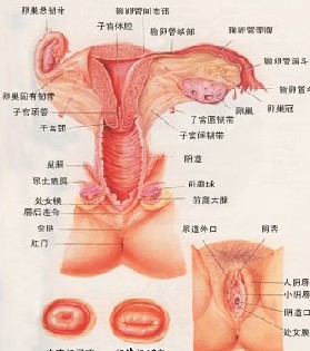 图解：少女生殖器发育过程