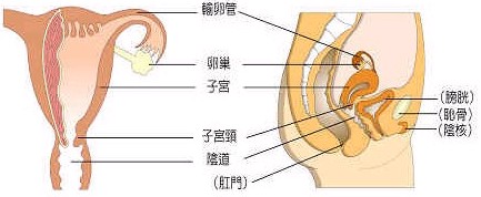 女性内生殖器官的生理解剖