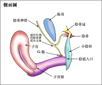 G点