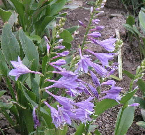 紫玉簪 