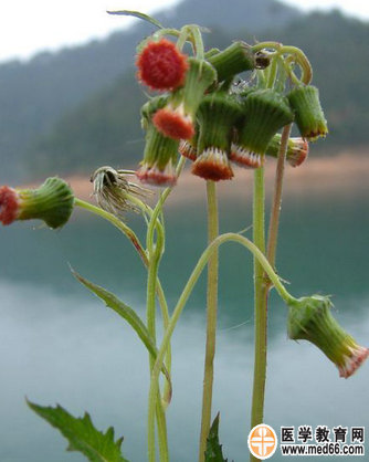 革命菜