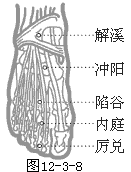 足阳明胃经穴