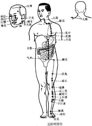 足阳明胃经