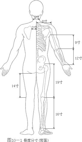骨度分寸法-背面