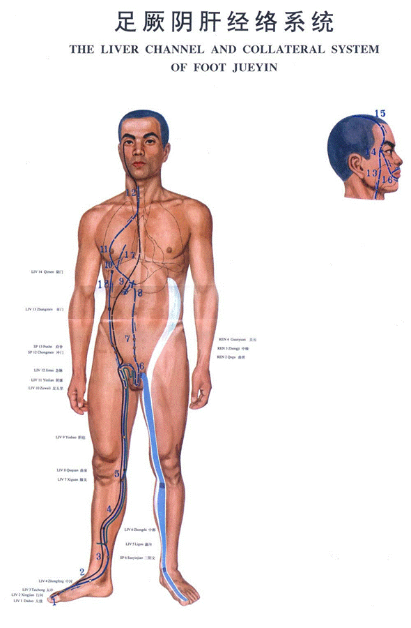 足厥阴肝经经穴分寸歌
