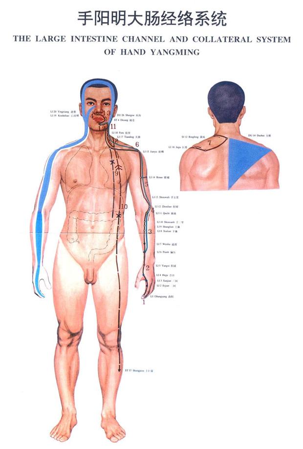 手阳明大肠经经穴分寸歌