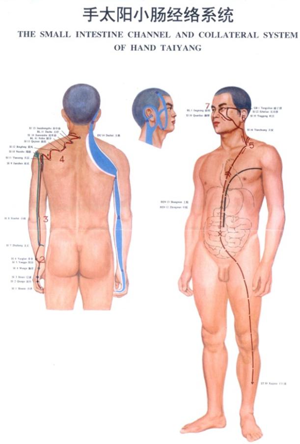 手太阳小肠经经穴分寸歌