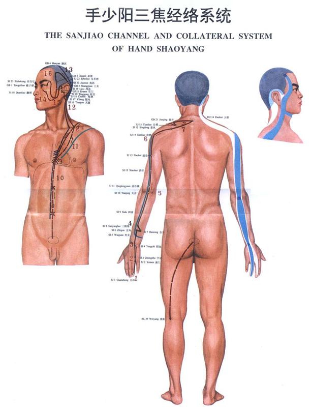 手少阳三焦经经穴分寸歌